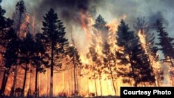 Томская область. Горит лес.