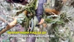 Адыгера а, Кубанера а хьаннаш хIаллакйо полларчаша