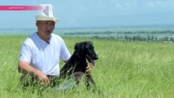 В Кыргызстане возрождают древнюю породу собак – тайганов (видео)