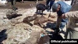Ысык-Көлдүн Сары-Камыш жайлоосунда калың кардан 112 кой кырылды. 24-май, 2018-жыл.