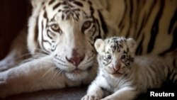 Tigrica i mladunče bijelog tigra (fotoarhiv)