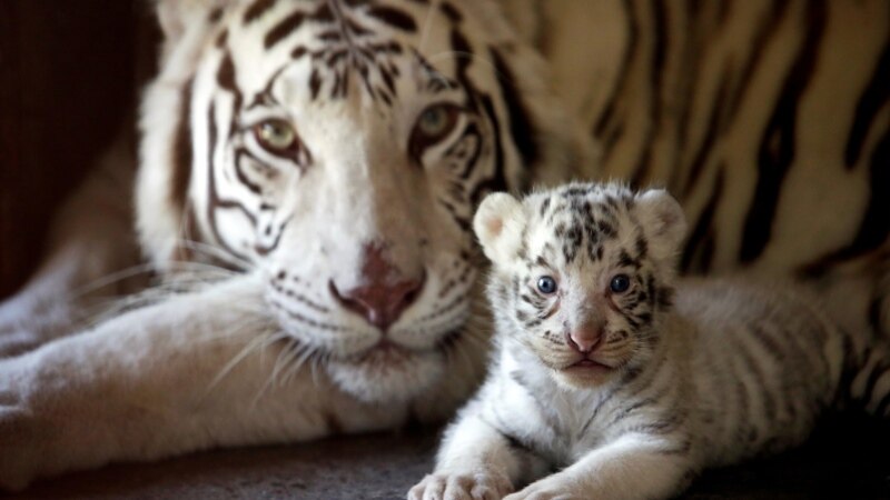 Mladunci bijelog tigra uginuli od COVID-a 19