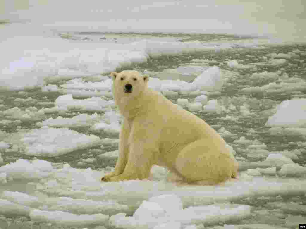 A polar bear suns himself in the Barents Sea region (epa) - Disappearing glaciers will reduce the supply of fresh water to more than 1 billion people around the world, the report says. Melting ice caps will raise sea levels enough to displace 200 million people.