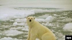 Global warming is threatening the polar bear's icy habitat.