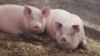 У країнах Азії вирує африканська чума свиней