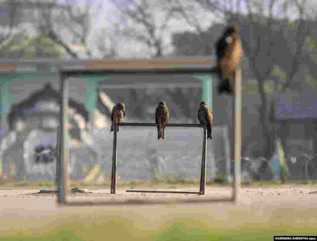 Black kites perch on unused goalposts on the 28th day of a lockdown in Nepal&rsquo;s capital, Kathmandu, on April 20.