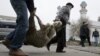 Thousands Of Central Asian Sheep Killed By Dubious Vaccine