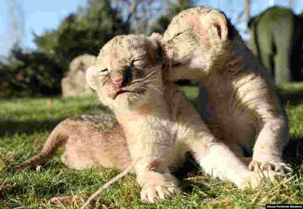 Five-day-old lion cubs play at the Taigan safari park in Belogorsk, Crimea. (ReutersAlexey Pavlishak)