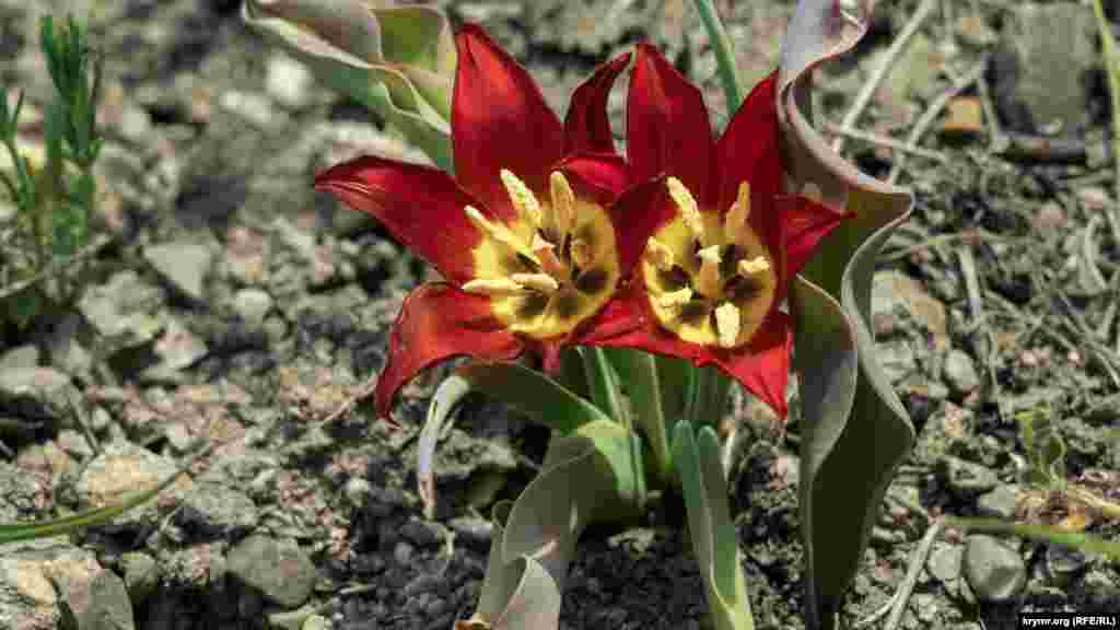 Считается, что именно от тюльпанов Шренка берут начало множества сортов культивированных тюльпанов. В свое время турки привезли тюльпаны к себе на родину, а уже позже цветы попали в Голландию
