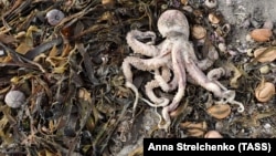 Массовый выброс морских животных на побережье Камчатки