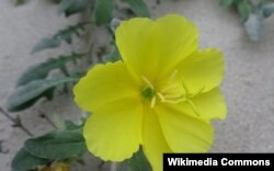 Энотера (лат. oenothera) гүлү.