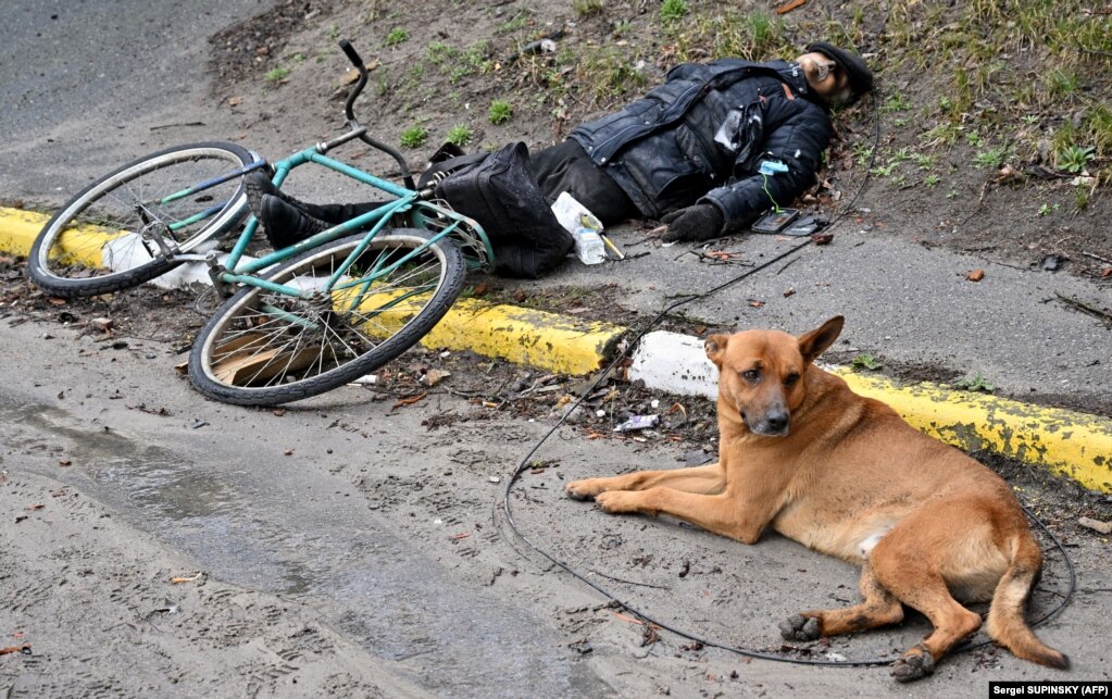 3 aprile 2022, Bucea: il cane che non ha abbandonato il suo padrone anche dopo essere stato colpito in strada e abbandonato lì dalle truppe russe.