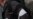White Ribbons Against Genocide Denial