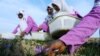 برای برخی زنان زراعت پیشه در شمال شرق کشور کار مهیا می‎شود
