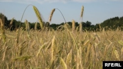 Пшеничное поле. Иллюстративное фото.