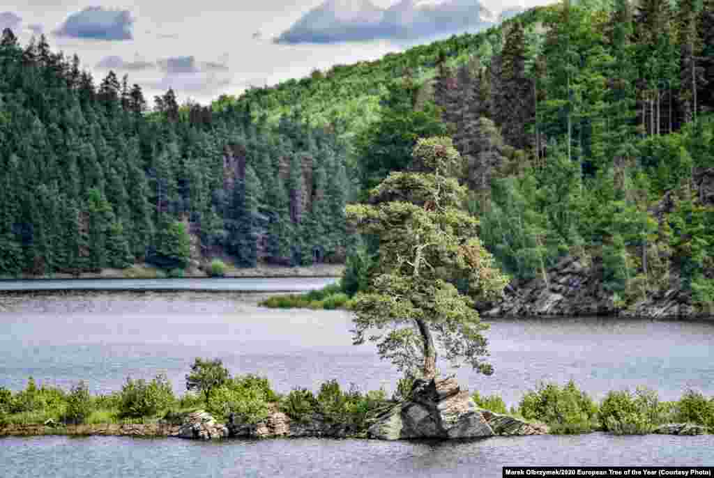 This 350-year-old Scots pine -- dubbed the Guardian Of The Flooded Village -- was voted European Tree Of The Year for 2020 by the Environmental Partnership Association (EPA) and the European Landowners&rsquo; Organization. The tree is located near the Czech village of Chudobin, which was flooded due to the construction of a dam. Local legend has it that a devil sits under the tree and plays the violin at night. According to the EPA, the tree &quot;is not only an important landmark but also an impressive testimony to its high resistance to climate change and human impact.&quot; The competition attracted more than 285,000 votes. (Photo by Marek Olbrzymek)