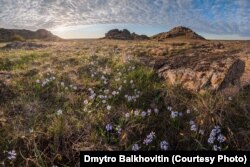 «Кам'яні могили»