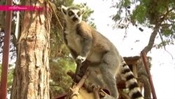 Зоопарк Тбилиси открыт после наводнения (видео)