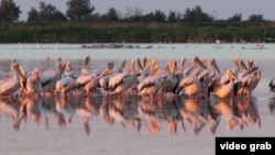 Тузловские лиманы