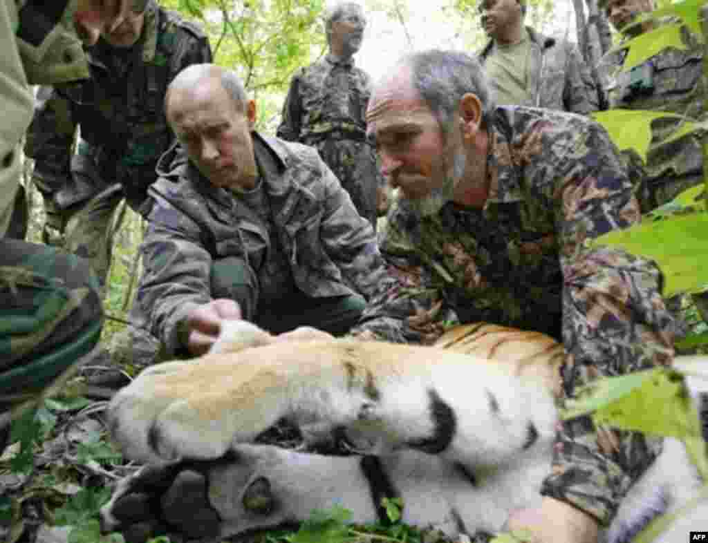 Putin helps scientists tag a Siberian tiger in August 2008.