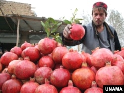 آرشیف، محصولات زراعتی افغانستان در نمایشگاه بادام‌باغ