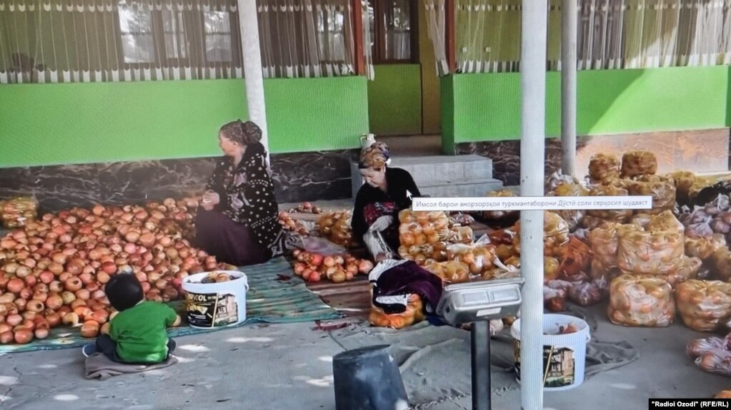 Анорзорҳои туркмантаборони Дӯстӣ имсол серҳосил шудааст