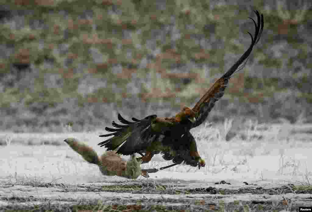 A tamed golden eagle attacks a corsac fox during an annual hunting contest in Chengelsy Gorge east of Almaty, Kazakhstan. (Reuters/Shamil Zhumatov)