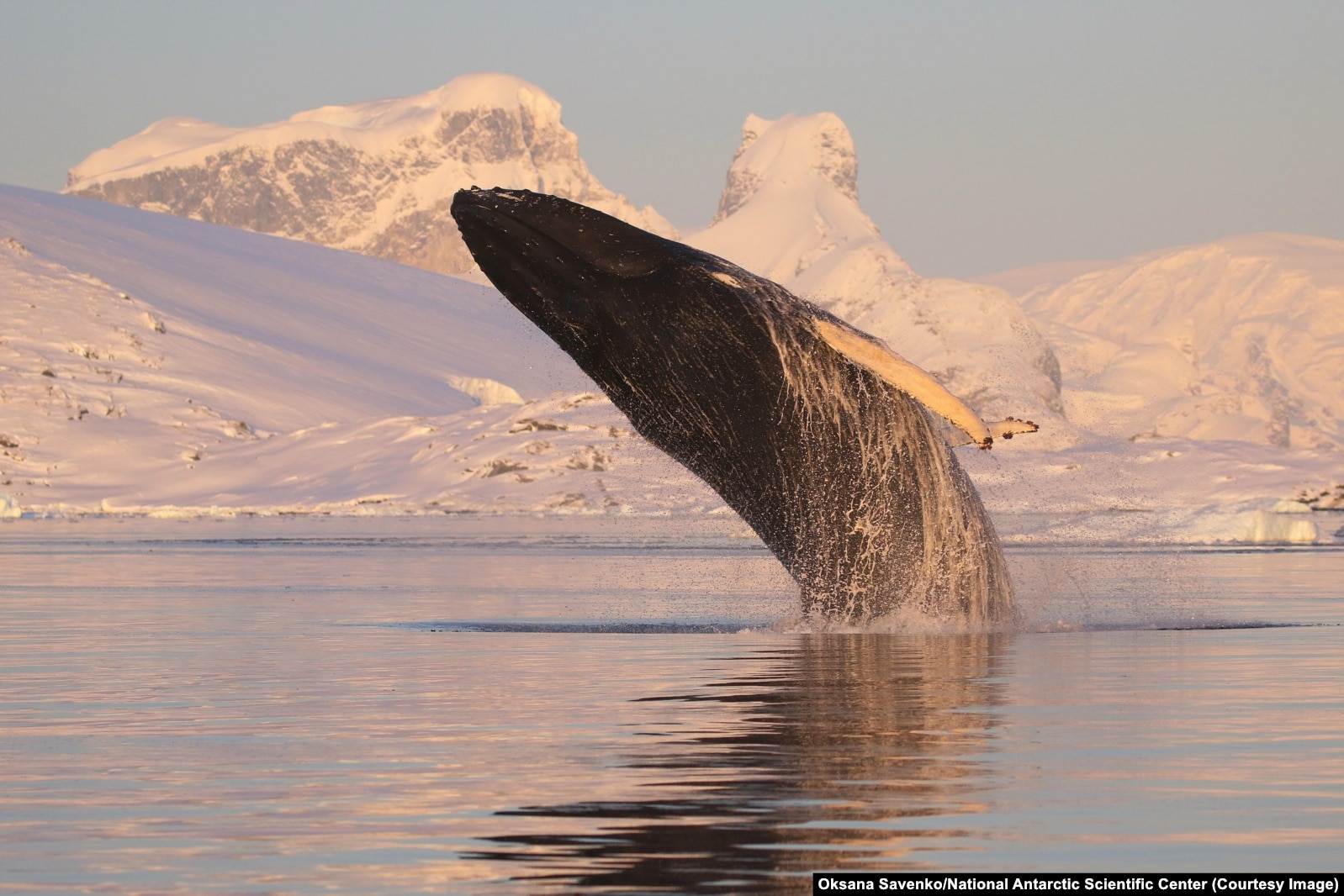 Горбатий кит вистрибує з води поблизу української бази в Антарктиді