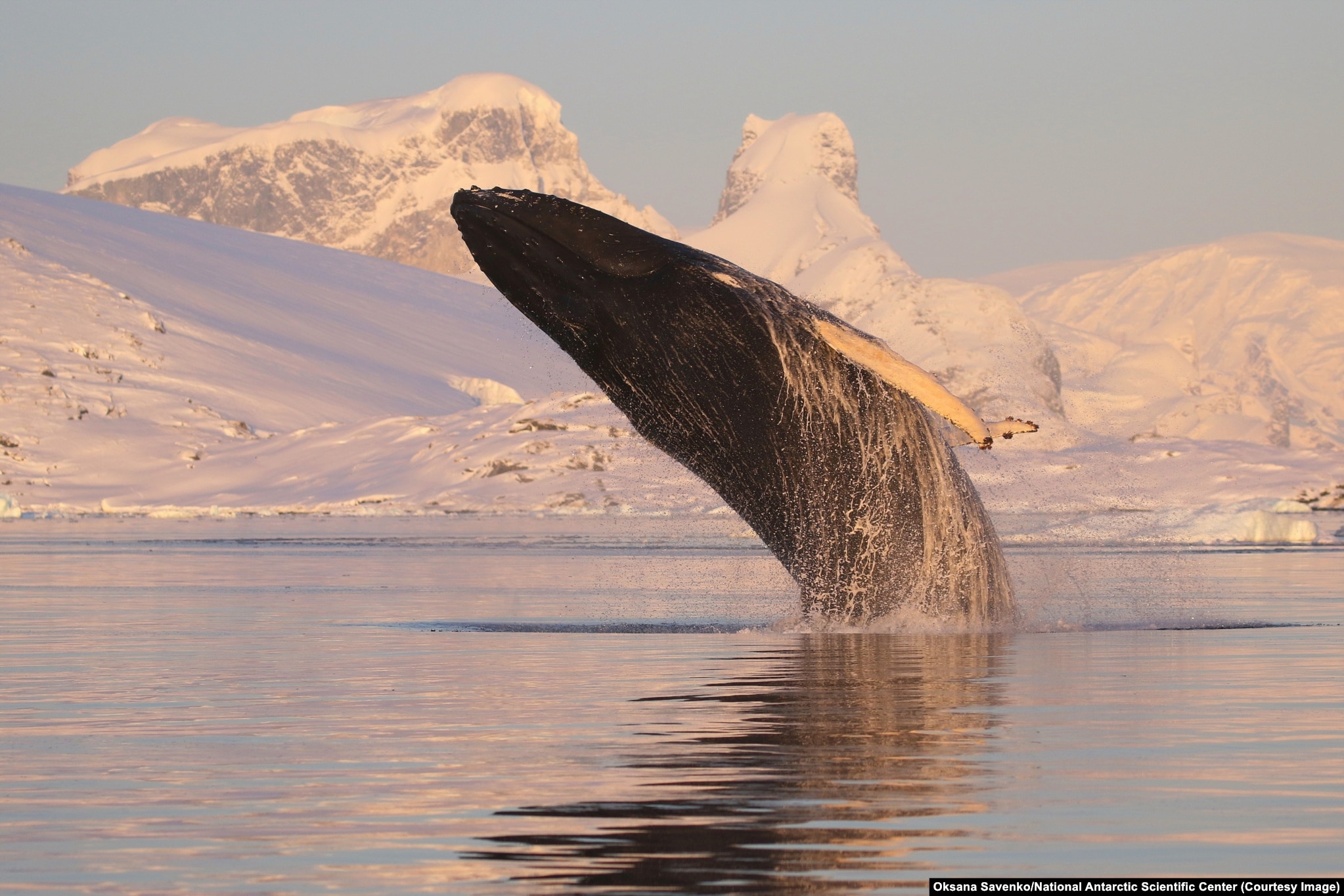 Горбатий кит вистрибує з води поблизу української бази в Антарктиді