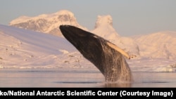 Кит край базата на Украйна в Антарктида.