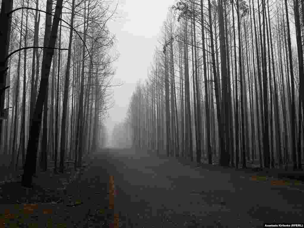 A Vyksunsky district forest in the wake of a fast-moving crown fire.