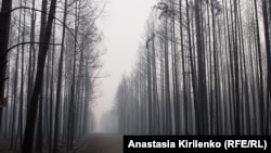 Лес после верхового пожара. Выксунский район, Нижегородская область