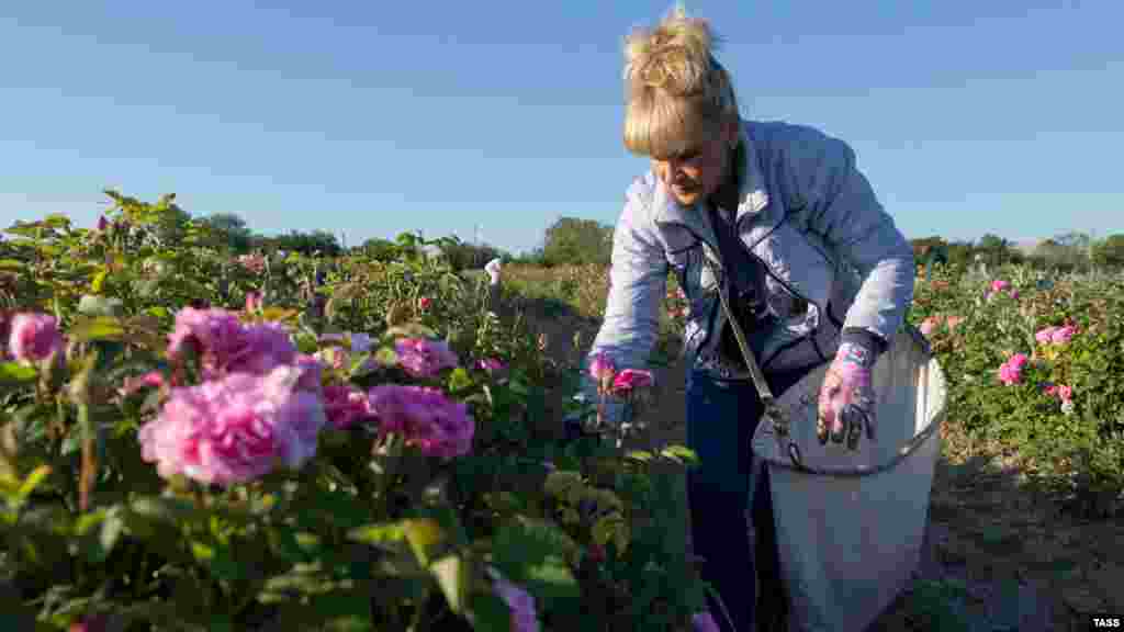 Досвідчені працівники можуть збирати приблизно 40 кілограмів троянд за день