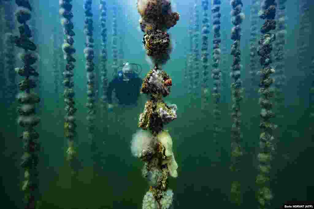 French oyster aquaculturist Jean-Christophe Cabrol checks the growth of oysters covered with sea squirts on collector lines at a shellfish farm near Montpellier. (AFP/Boris Horvat)