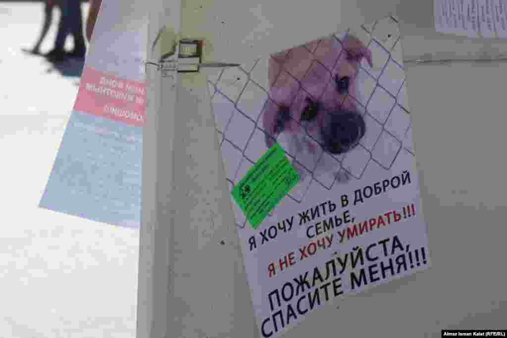 Мэр Бишкека на прямой линии с читателями "Азаттыка" сказал, что столичные власти намерены построить приют для бездомных животных