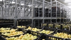 ԵՄ շուկաներ ծիրանի արտահանման համար ևս արտոնություններ կտրամադրվե՞ն