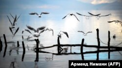 Disa pulëbardha fluturojnë mbi liqenin e Ohrit. Fotografi nga arkivi.