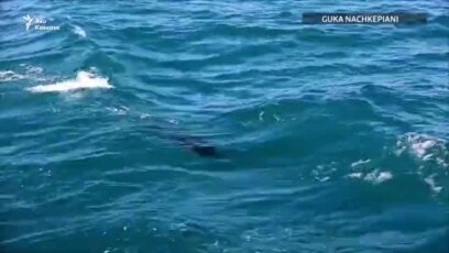Дельфины в территориальных водах Грузии
