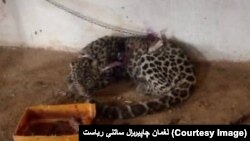 یک پلنگ برفی در ولایت لغمان - عکس از آرشیف