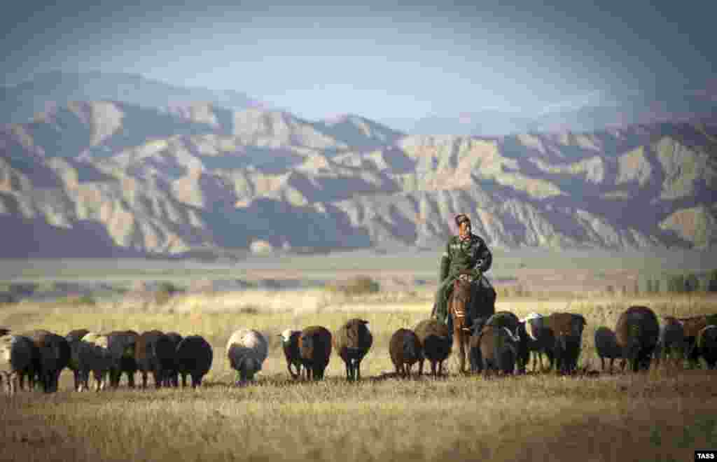 A shepherd guides his flock in the Naryn Valley, Kyrgyzstan. (TASS/Sergei Bobylev)