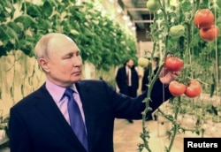 Putyin 2024. január 10-én az oroszországi Csukcsföld fővárosában, Anadirban tett első elnöki látogatása során egy üvegházat tekintett meg
