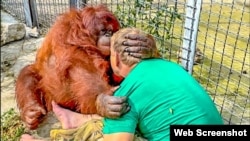 Орангутан Дана та власник парку левів «Тайган» Олег Зубков, 2023 рік