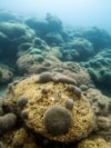 CROATIA-ENVIRONMENT/CORAL REEF