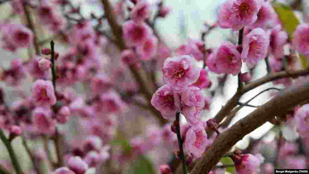 В Никитском ботаническом саду цветет абрикос Муме (или японский абрикос)
