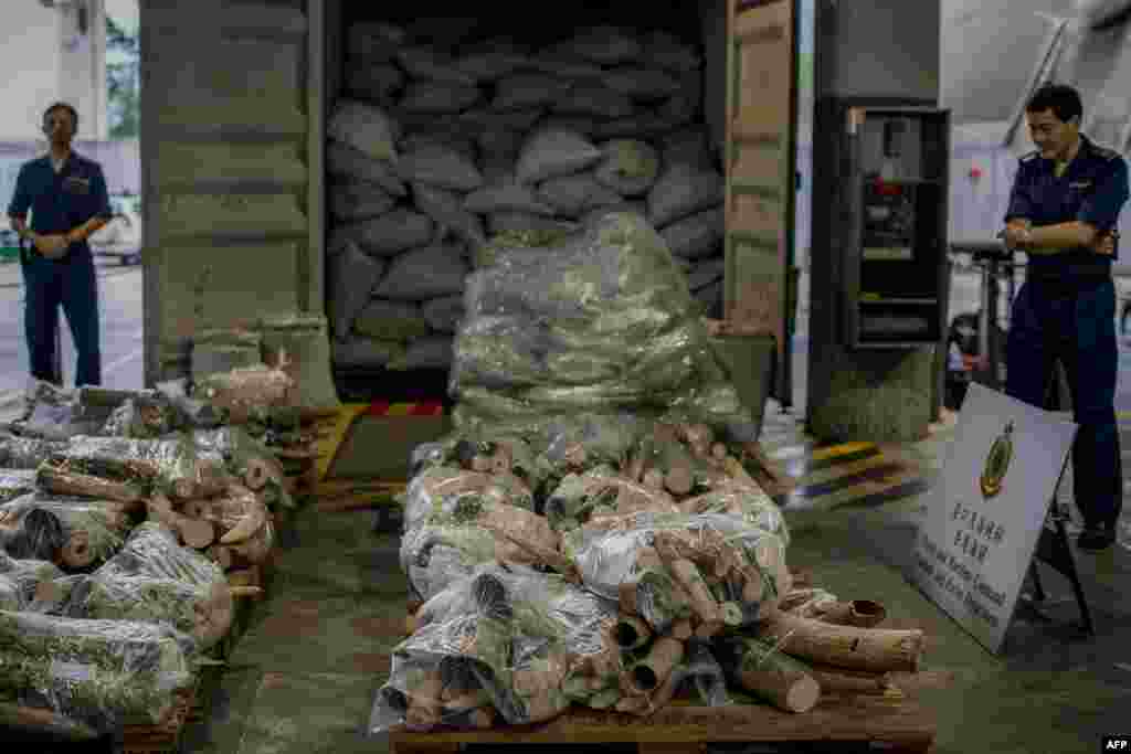 Customs officials stand by dozens of unpolished elephant tusks in Hong Kong. Customs officers seized more than a ton of unprocessed elephant tusks worth around $1.4 million on the Chinese ivory market. (AFP/Philippe Lopez)