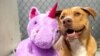 Suso the homeless dog from North Caroline who found a new home thanks to his love for the purple unicorn toy