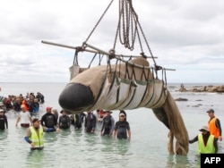 Добровольцы спасают попавшего на берег дельфина-гринду. Западная Австралия
