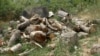 Armenia- Felled trees were found in the Ijevan forest, Ijevan,Aug,2025