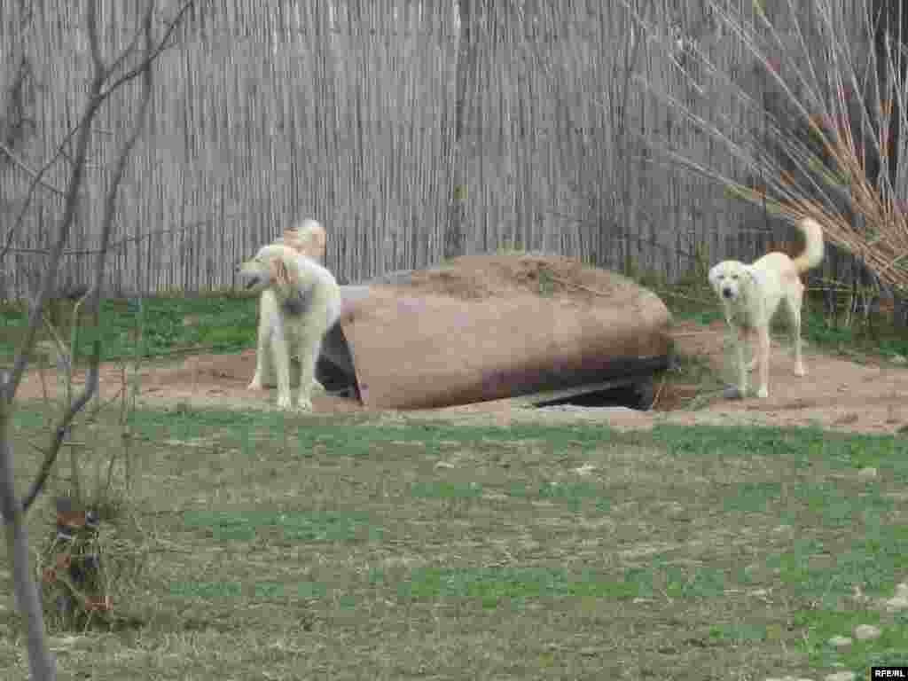 Köçkün düşərgələri #55