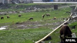 «Bu gün Azərbaycanın ekologiyasına ən böyük ziyanı köçəri maldarlıq vurur»